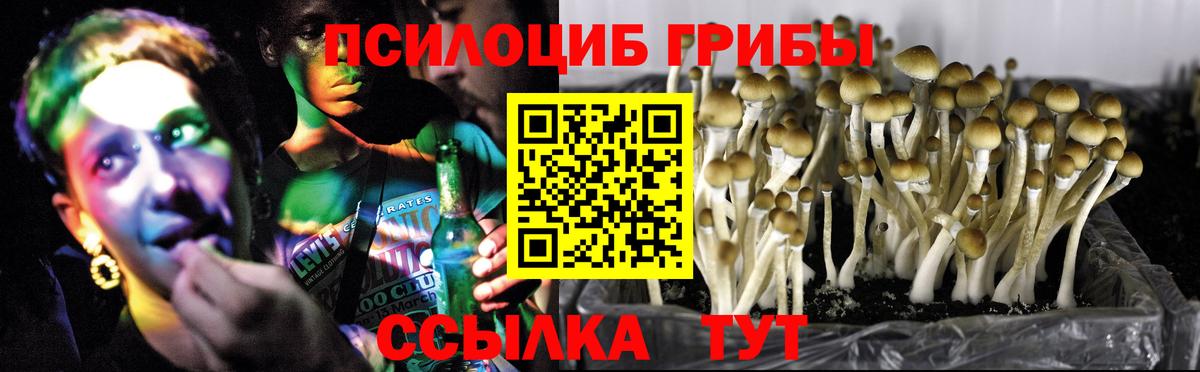 Галлюциногенные грибы Psilocybe  Вход с VPN  Лесной 